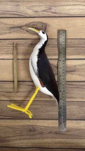 Patung Jontrot Burung Ruakruak Kareo Padi - Ruak Ruak Sawah