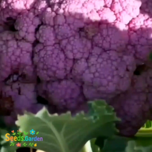 50 BUTIR BIJI/BENIH TANAMAN BROKOLI UNGU