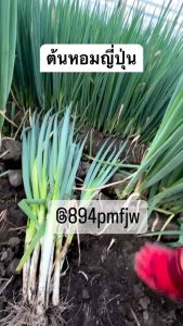 เมล็ดต้นหอมญี่ปุ่น 1200+ เมล็ดต้นหอมญี่ปุ่น เมล็ดแท้ สวยฮิปซ์และเป็นเมล็ดต้น