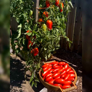 8 BIJI BENIH TOMAT SAN MARZANO (REPACK)