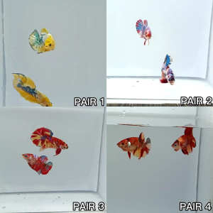 RBG ( ⭐ SPECIAL PAIR ⭐ ) BETTA FISH PAIR MALE FEMALE VARIATION TOPGRADE LIMITED STOCK SELECTION PICK INCLUDING FOAMBOX TONG GABUS