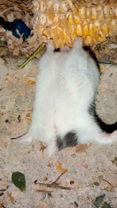 makanan hamster sehat dan bergizi tinggi