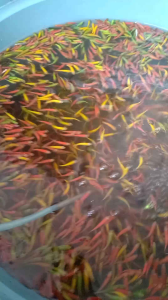 PROMO dekorasi akuarium danio zebra mix 20pcs