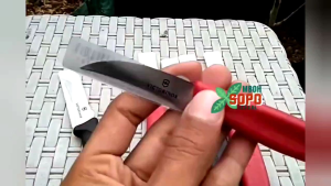 Alat Bonsai & Pisau Grafting: Memahami Alat Berkebun Profesional