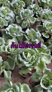 ปูเล่ต้น ผักคล้ายดอกกุหลาบ กรอบ ไม่เหม็นเขียว