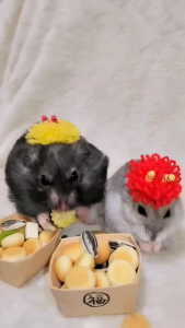 BAKPAU MINI SNACK HAMSTER - PTTY#9