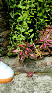 ZDM  Sepatu FUTSAL Outsole JAHIT (BAHAN KULIT) Anti Slip LTO