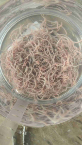 ชุดไส้เดือนทูบิฟิซิตสุดคุ้มพร้อมคู่มือการขยาย เป็นอาหารปลาก็ได้หรือจะขยายพันธุ์ต่อก็ดี น้ำหนักไส้เดือน7ขวด