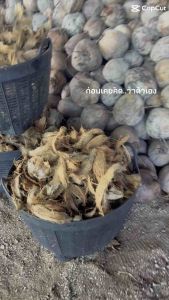 กาบมะพร้าว กาบอ่อนไม่ติดเปลือก 1กระสอบใหญ่ค่ะเป็นกาบมะพร้าวที่ไม่ติดเปลือกแข็งนะคะมีของพร้อมส่งเลยค่ะ