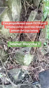 Pupuk PATEN gold untuk sawit 1box isi 12 sachet x 25 ml dijamin asli !!