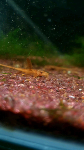 Red Lizard Whiptail Catfish/Ornamental fish/Freshwater/Readystock