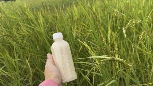 🌾ข้าวหอมมะลิ จากชาวนาเลิงนกทา บรรจุขวดขนาด300ml. เหมาะสำหรับหุง1ครั้ง สามารถเก็บรักษาไว้ได้นาน