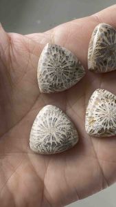 ❤️❤️Fossil Coral Stones Cabochon in Triangle Shape 5 Pcs ❤️❤️