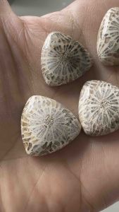 ❤️❤️Fossil Coral Stones Cabochon in Triangle Shapes 5 pcs ❤️❤️