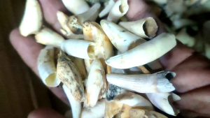 5 pics liontin taring unik