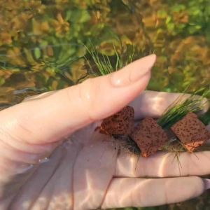 หัวไม้ขีดจิ๋ว เปลี่ยนแปลงแอร์กราส 🌱💦 - หญ้าหัวไม้ขีด (Eleocharis acicularis)