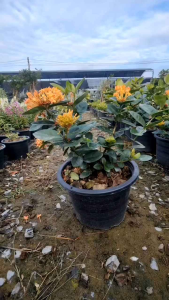 เข็มไต้หวันสีเหลือง กระถาง 11 นิ้ว ต้นสวยและแข็งแรง (กทม)