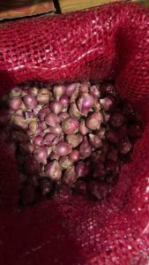 Bawang Merah Fresh 250 500 gram 1 kg Brambang