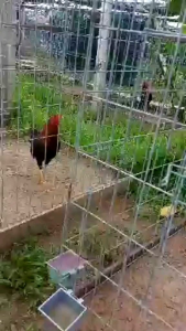 FLODOXY MỸ. Thuốc gà đặc trị ho hen khẹc-té gió toi gà tụ huyết trùng sưng phù đầu mặt tiêu chảy phân xanhtrắng vàng....