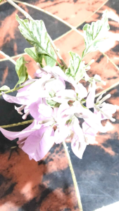 Top Rare Bougainvillea TIGER INDIA Plant Collection (For Sure Buyer Only)