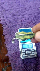 SF dindang \"Cungkring 1\" 4 cm 5 gr