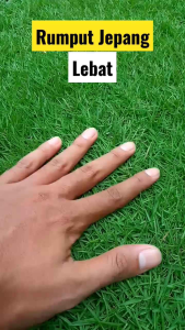 1KG Benih rumput Jepang - Jual Bibit rumput Jepang 1KG - rumput makam - rumput taman - DLL 1KG