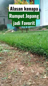 Biji rumput jepang 300gram - Jual benih rumput jepang 100-300gram