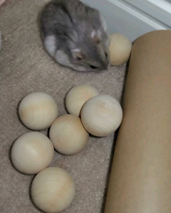 ((1 PACK ISI 4 BIJI)) BOLA KAYU MINI MAINAN HAMSTER《APHG#1》