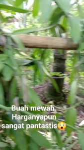 Bibit Tanaman Vanilla Planifolia untuk Pemula