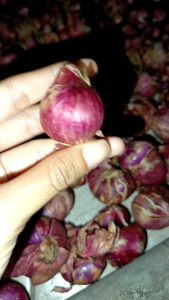 1kg Bawang merah lokal murah kiloan ukuran sedang ke jumbo bukan yang kecil untuk bumbu Wangi langsung petani
