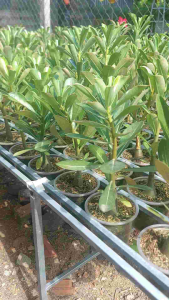 cây sứ thái con sứ thái nhỏ