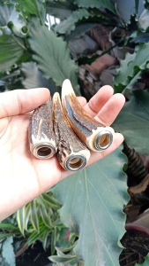once pipa padutan tanduk RS asli berkualitas D33