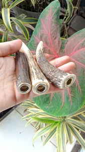 Pipa Klokotan Tanduk RS Enak & Gurih D34