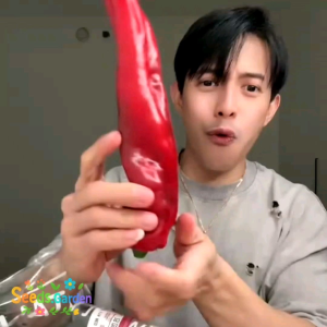 10 BUTIR BIJI/BENIH CABE JUMBO SWEET ITALIAN