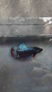 พ่อพันธุ์สุดเบอร์ 99.99% เทพโครตเก่ง ไม่ตรงปกยินดีคืนเงิน