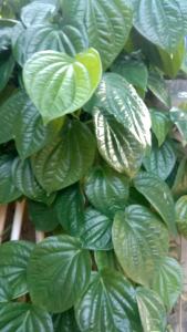 daun sirih hijau segar 27 lembar pesan baru petik ada Bonus