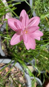 001หัวดอกบัวดิน Poonsuk หัวละ 25 บาท ดอกมีกลิ่นหอม