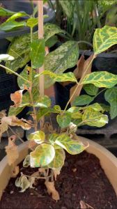 กำจัดเพลี้ย เชือรา ไรแดง ไข่หนอนผีเสื้อ หนอนผีเสื้อศัตรูพืช ไม่มีสารตกค้างต่อสิ่งแวดล้อม