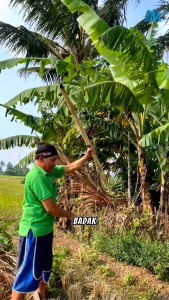 Golok Kerja Bahan Baja Super Khas Garut
