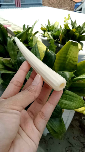 Cangklong Pipa Tulang Sapi Model Belimbing A44