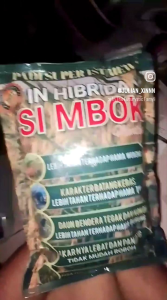 (5kg) PADI GENJAH SIMBOK MENTES yang di pormulasikan untuk hasil produksi maximal