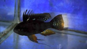 Pair-  Black Ram (Mikrogeophagus Ramirezi) 黑凤凰～Farm Direct Sell