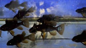 BUY 1 FREE 1 - Black Ram (Mikrogeophagus Ramirezi) 黑凤凰～Farm Direct Sell