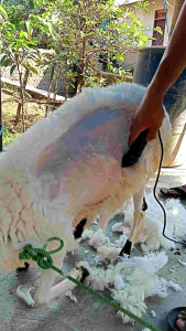 Baorun S1 Pro: Aksesoris Mesin Cukur Hewan & Mata Pisau