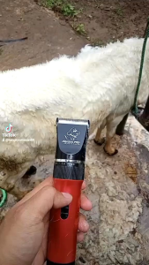 Baorun P6 charger + Pisau cadangan untuk hewan domba anjing dll