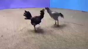 ไข่เชื้อไก่ชนพม่า แสนกล+เยียร์ซิ่งสาเบริ์ด สายเลือด ส.มีสุวรรณ ม้าล่อแข้งคม