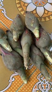 Buah galoba buah goloba atau pining bawang segar 1 kg-az