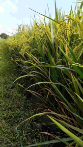 BENIH PADI 303-AGT TERBARU 1KG