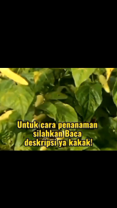 Bibit Cabai Siung Super Pedas kemasan Ekonomis murah (10 Butir bibit unggul siap semai)