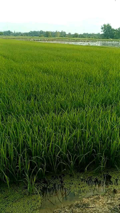 ทรูแมน ทีมเวิร์ค ชุด เร่งโต สูตรพรีเมี่ยม ต้นเขียว ใบตั้ง แตกกอดี แก้ปัญหาข้าวไม่กินปุ๋ย อากาศหนาวจัด